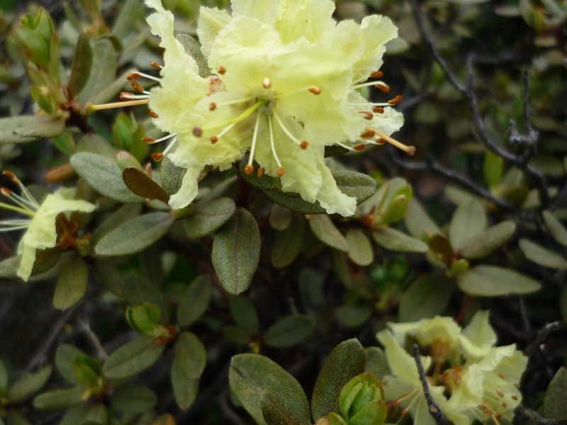 Rhododendron rupicola photo 7
