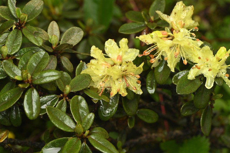 Rhododendron rupicola photo 8