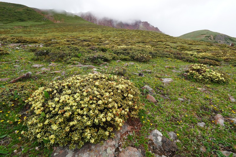 Rhododendron rupicola var. chryseum