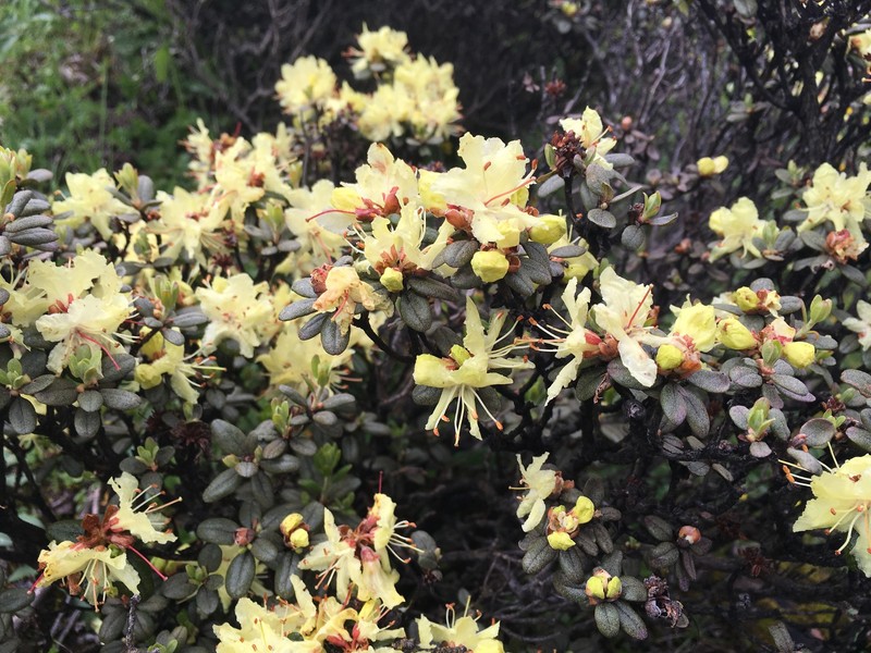 Rhododendron rupicola var. chryseum photo 2