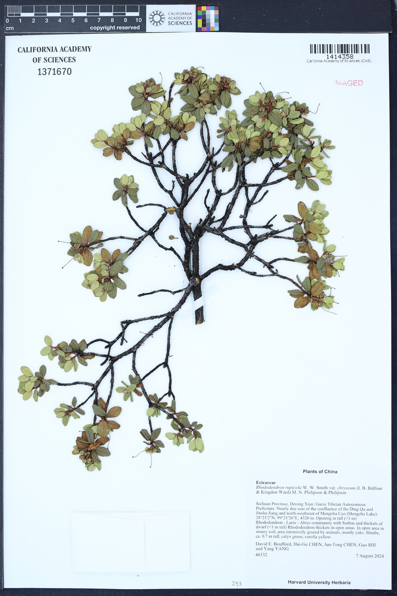Rhododendron rupicola var. chryseum photo 3