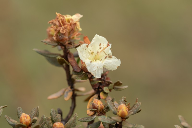 Rhododendron rupicola var. muliense