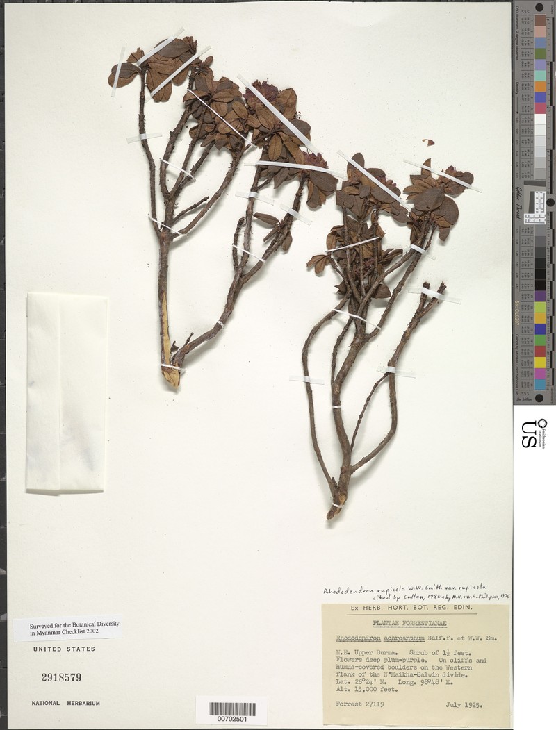 Rhododendron rupicola var. rupicola photo 2