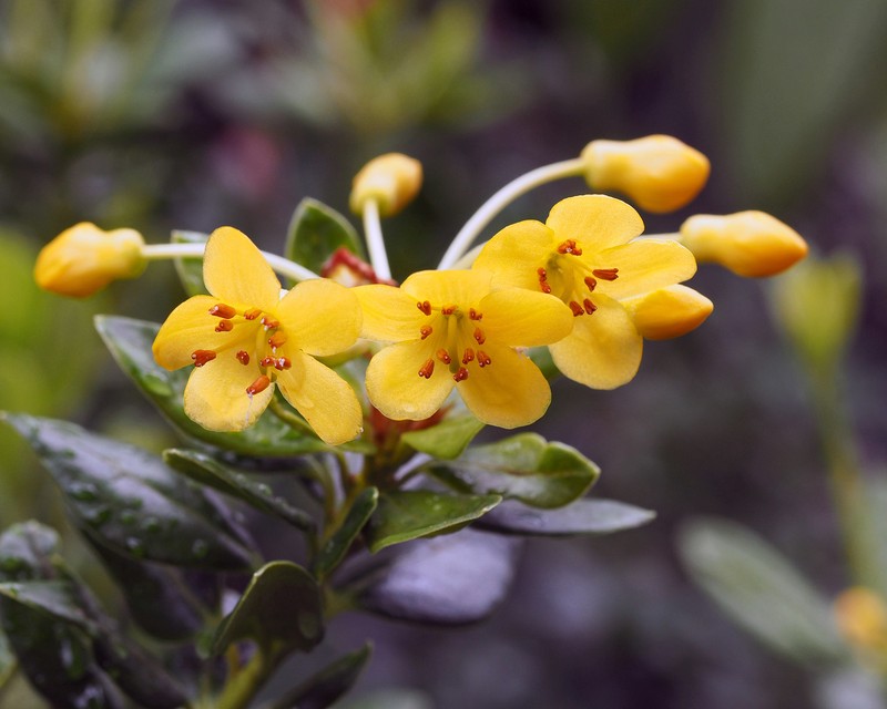 Rhododendron rushforthii photo 2
