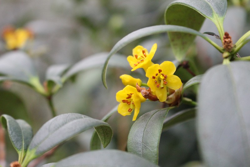 Rhododendron rushforthii