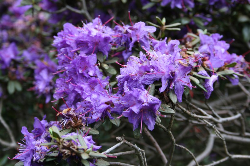 Rhododendron russatum