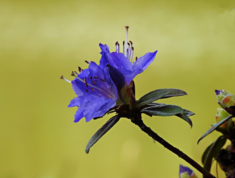 Rhododendron russatum photo 2