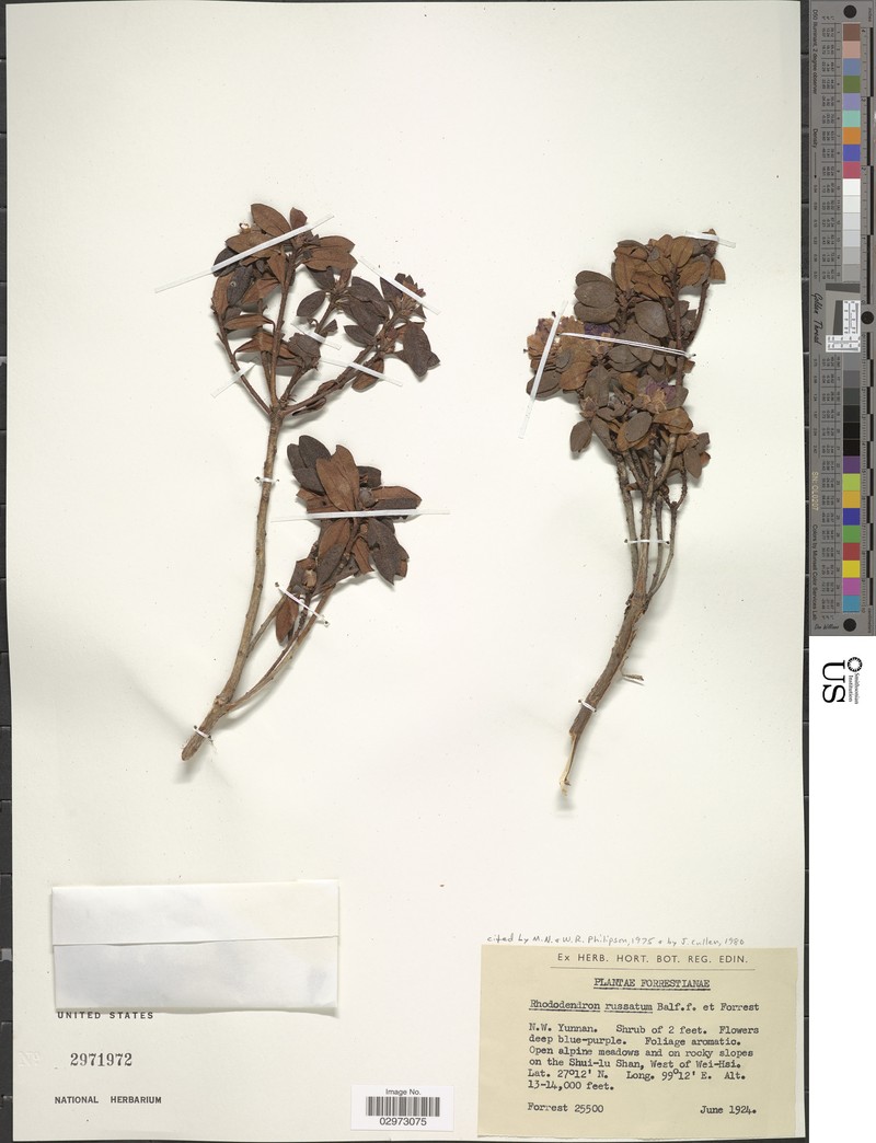 Rhododendron russatum photo 3