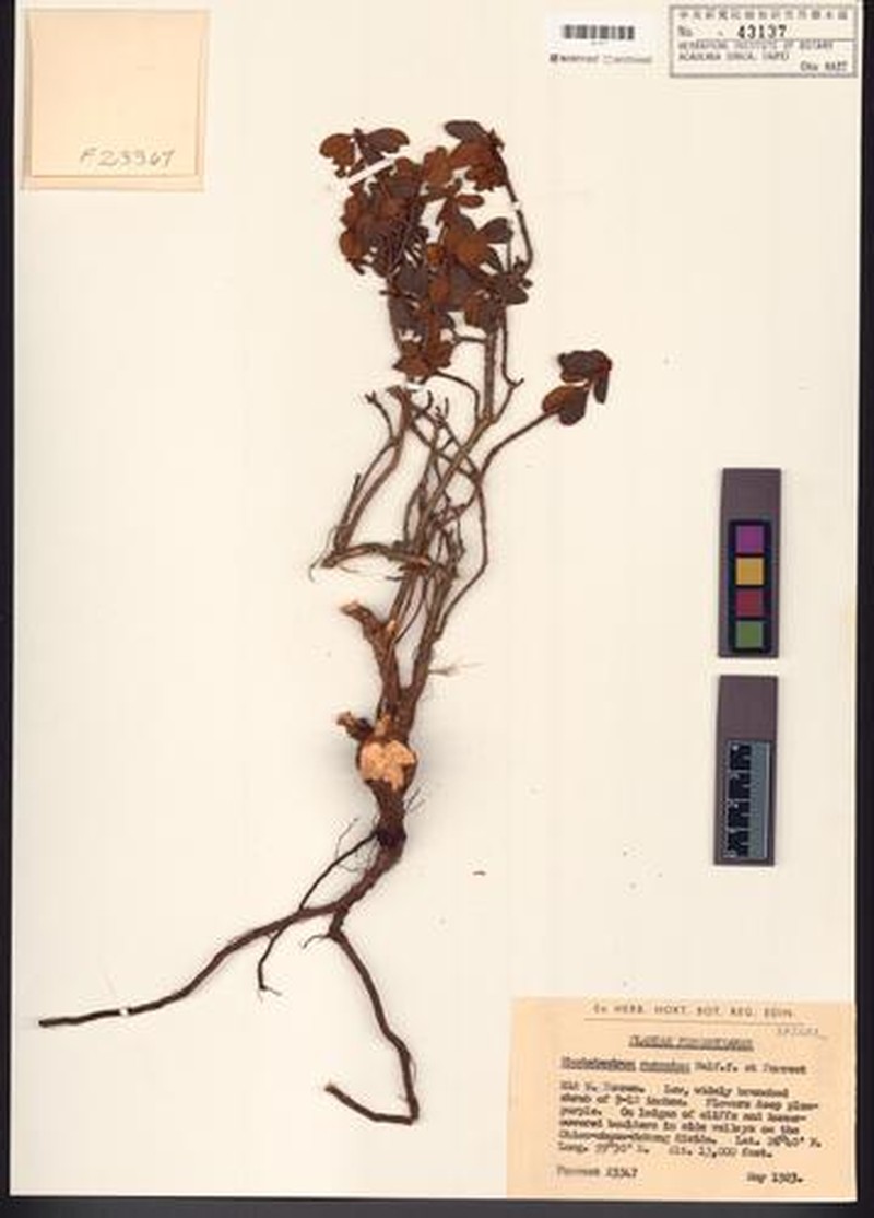 Rhododendron russatum photo 4