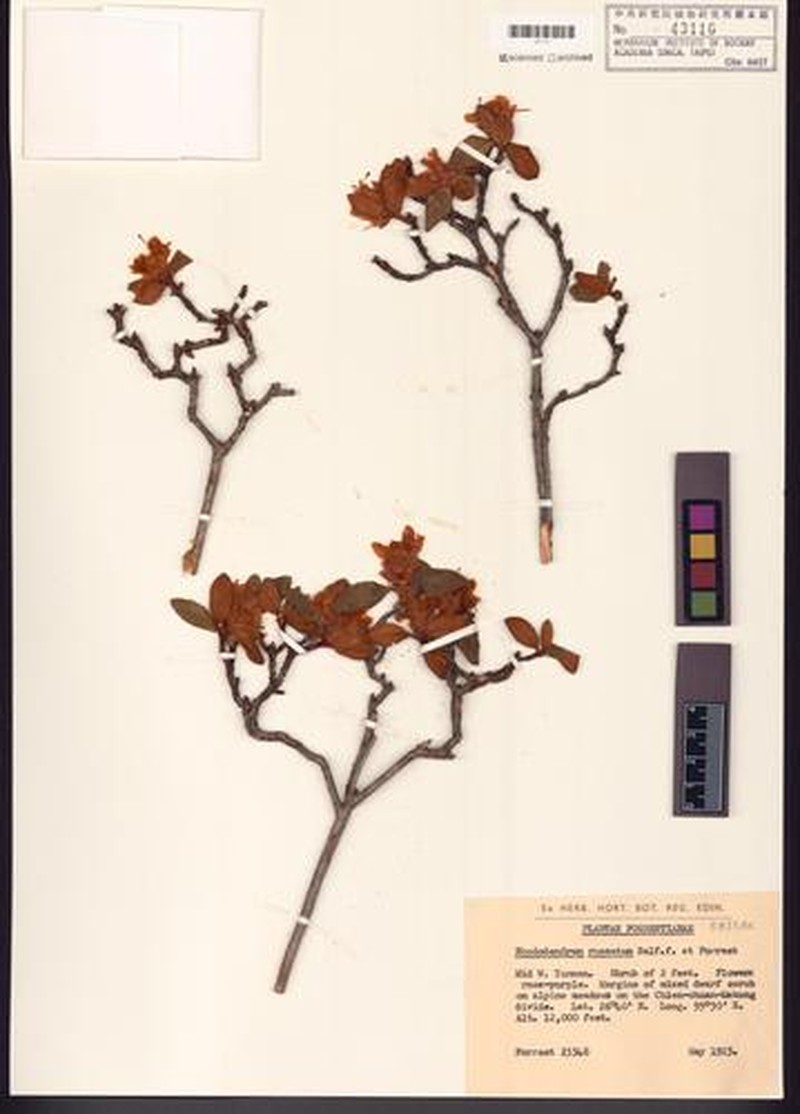 Rhododendron russatum photo 5