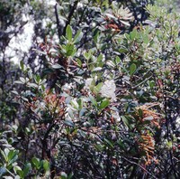Rhododendron ruttenii