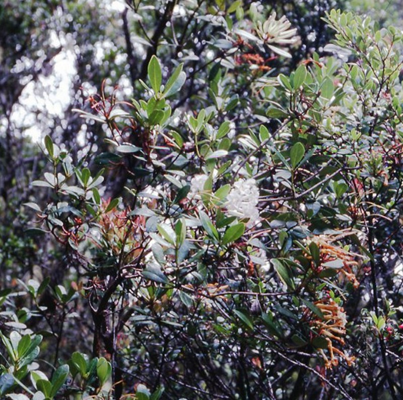 Rhododendron ruttenii photo 2