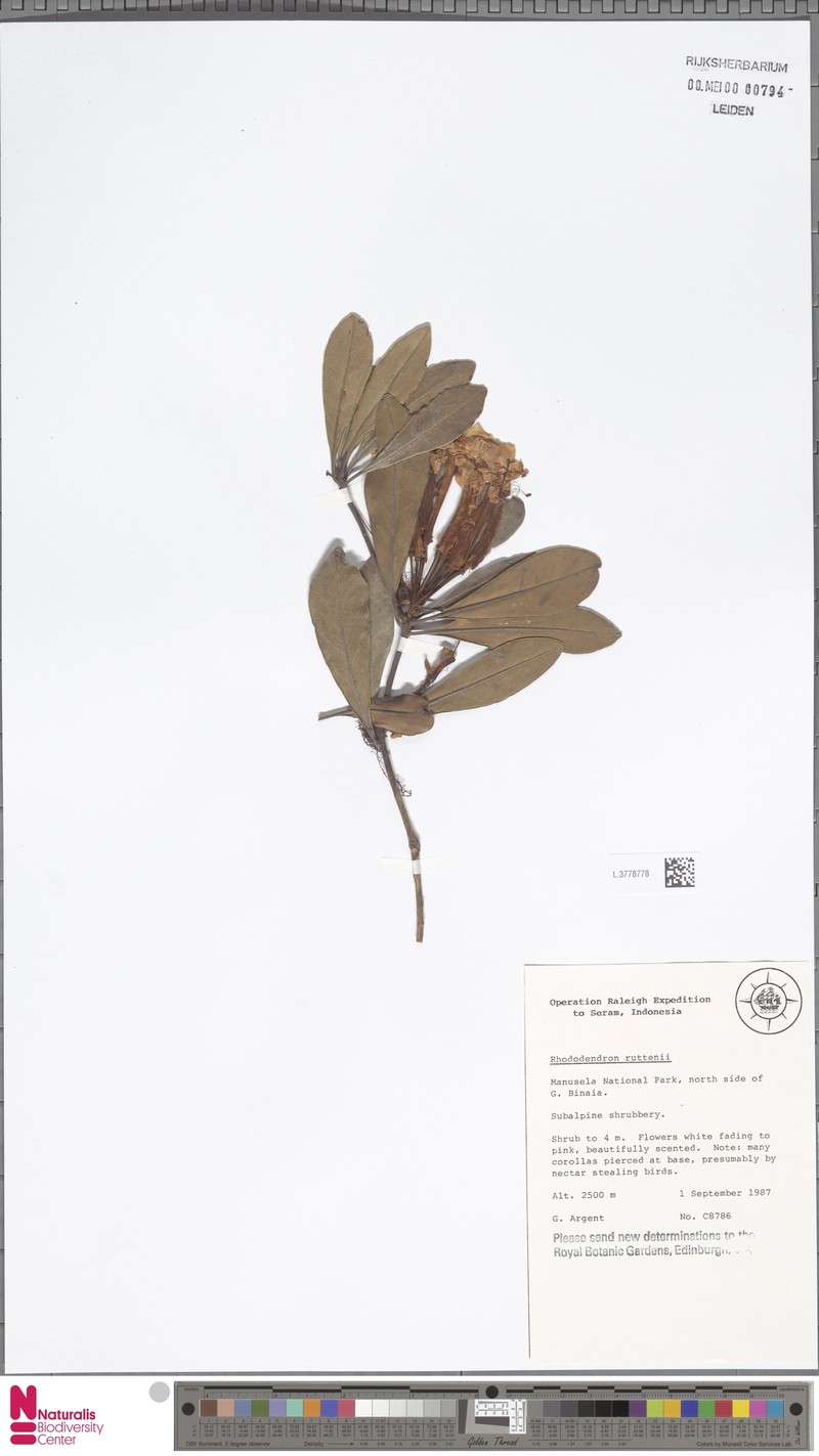 Rhododendron ruttenii photo 4