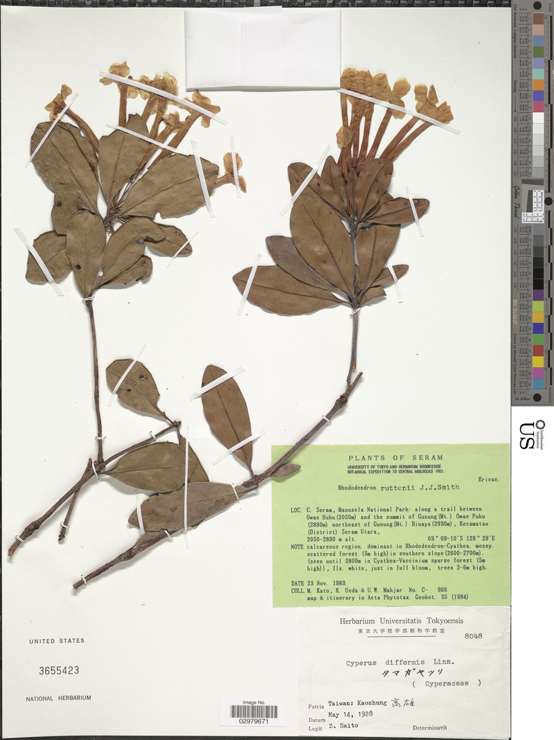 Rhododendron ruttenii photo 5