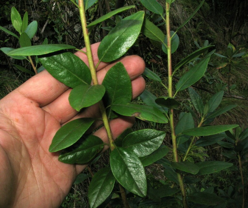 Rhododendron sajanense