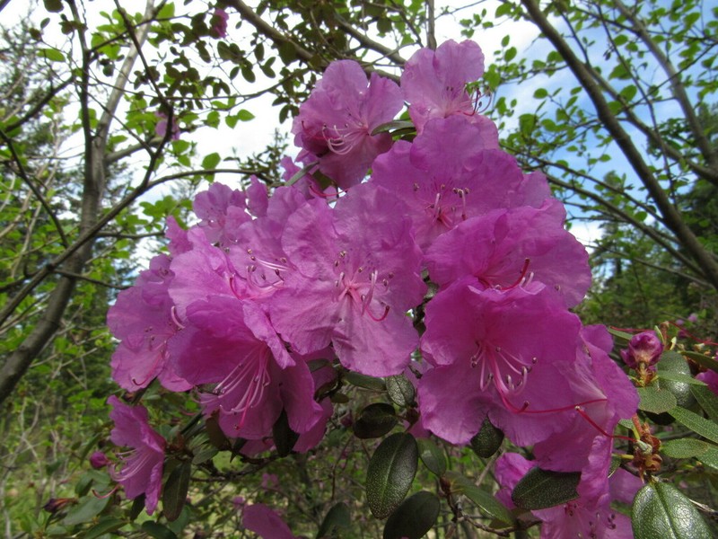 Rhododendron sajanense photo 2