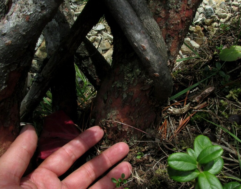 Rhododendron sajanense photo 3