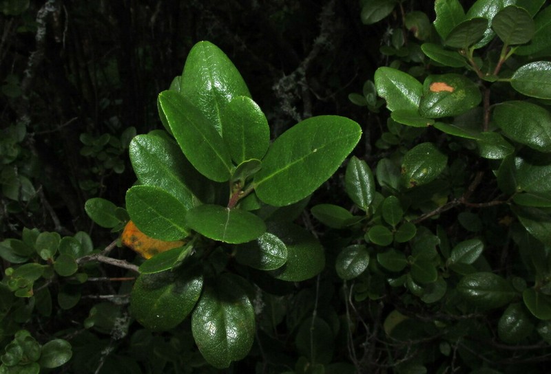 Rhododendron sajanense photo 4