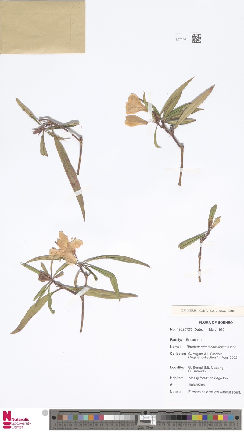 Rhododendron salicifolium