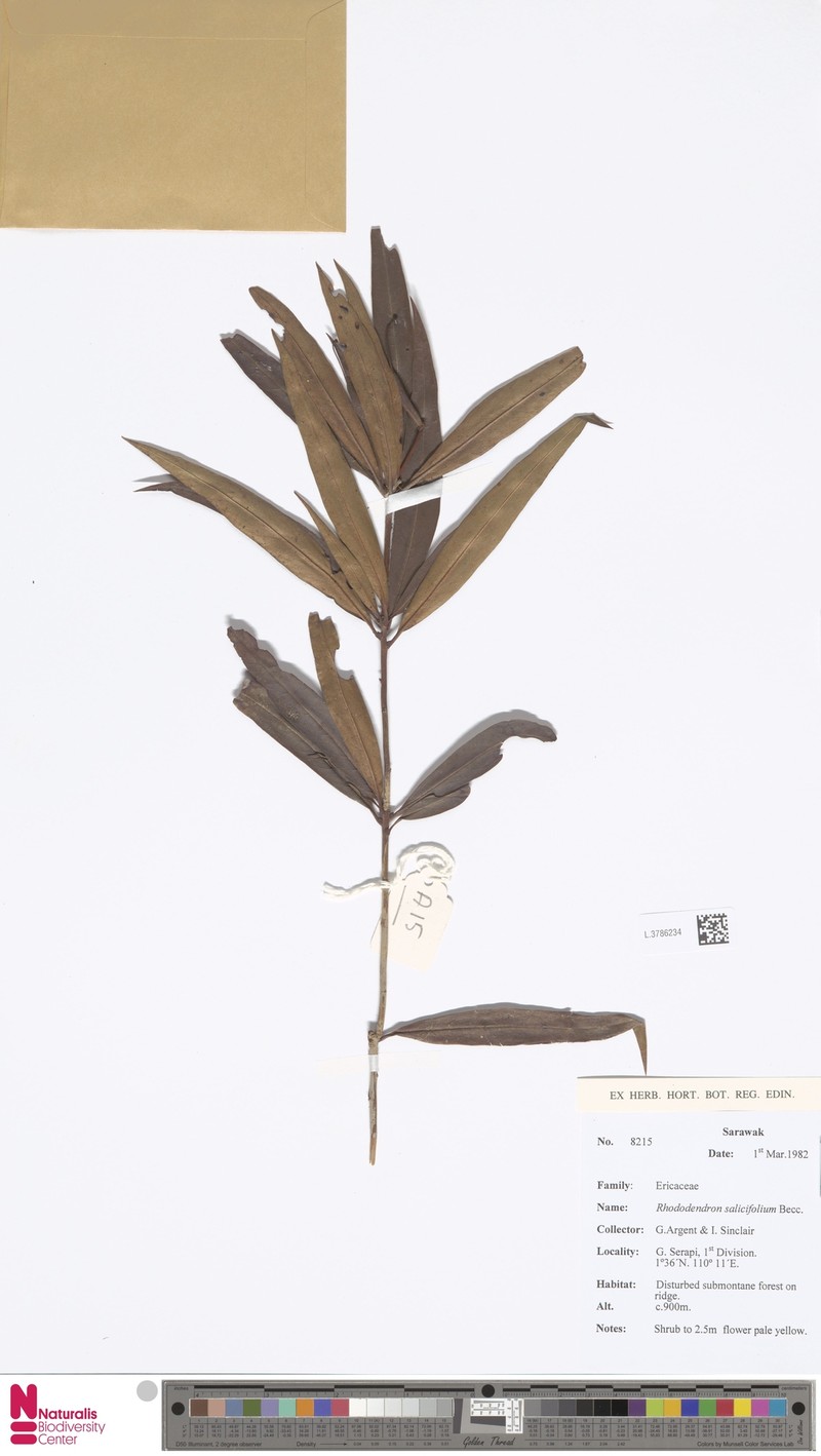 Rhododendron salicifolium photo 2