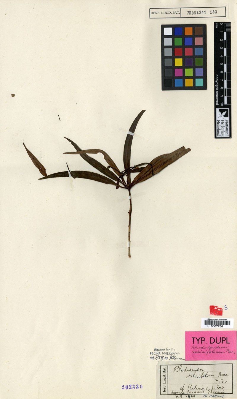 Rhododendron salicifolium photo 3