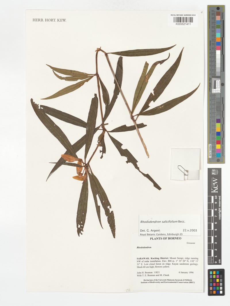 Rhododendron salicifolium photo 4