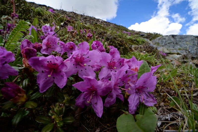 Rhododendron saluenense