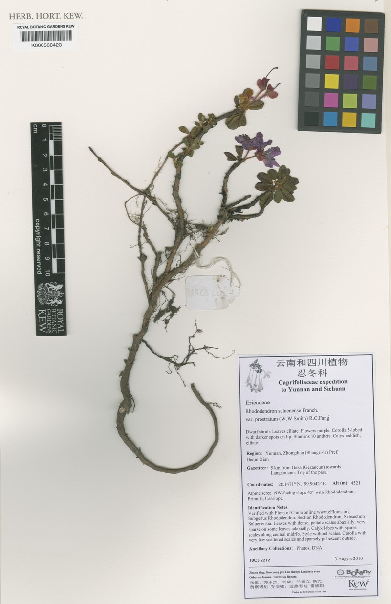 Rhododendron saluenense var. prostratum photo 4