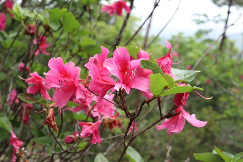 Rhododendron sanctum