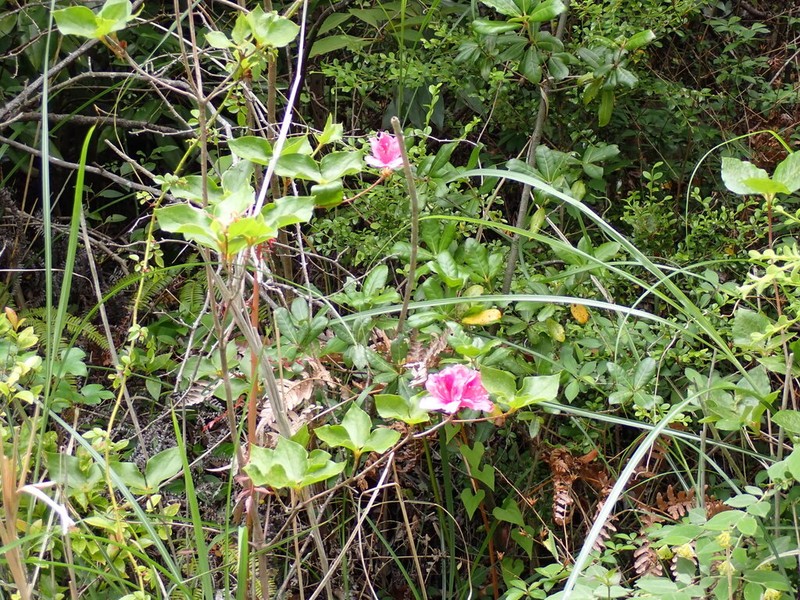 Rhododendron sanctum photo 2