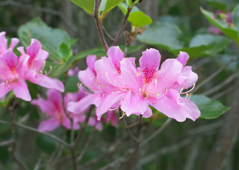 Rhododendron sanctum photo 3
