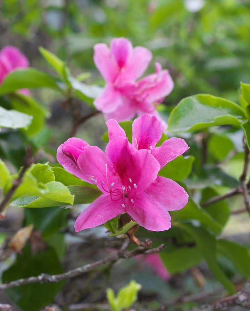 Rhododendron sanctum photo 4