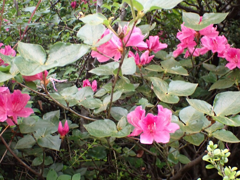Rhododendron sanctum photo 5