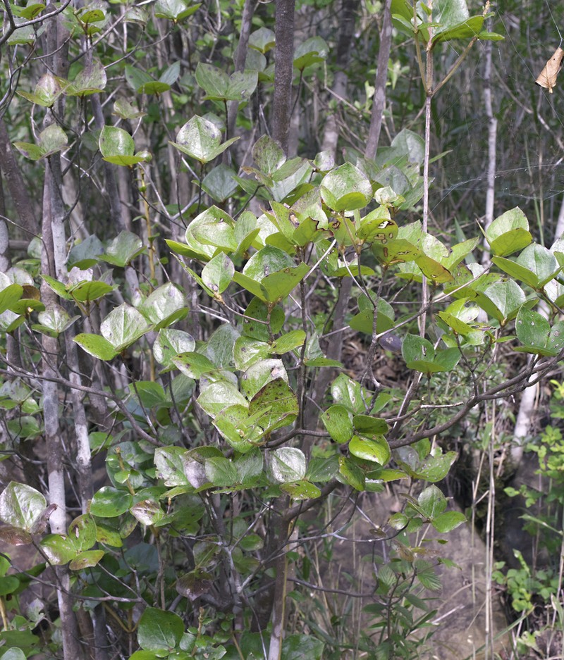 Rhododendron sanctum photo 6