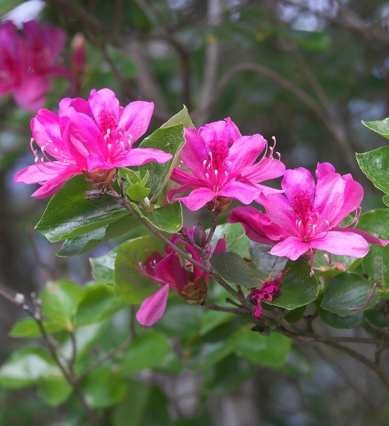 Rhododendron sanctum photo 7