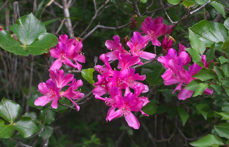 Rhododendron sanctum photo 8