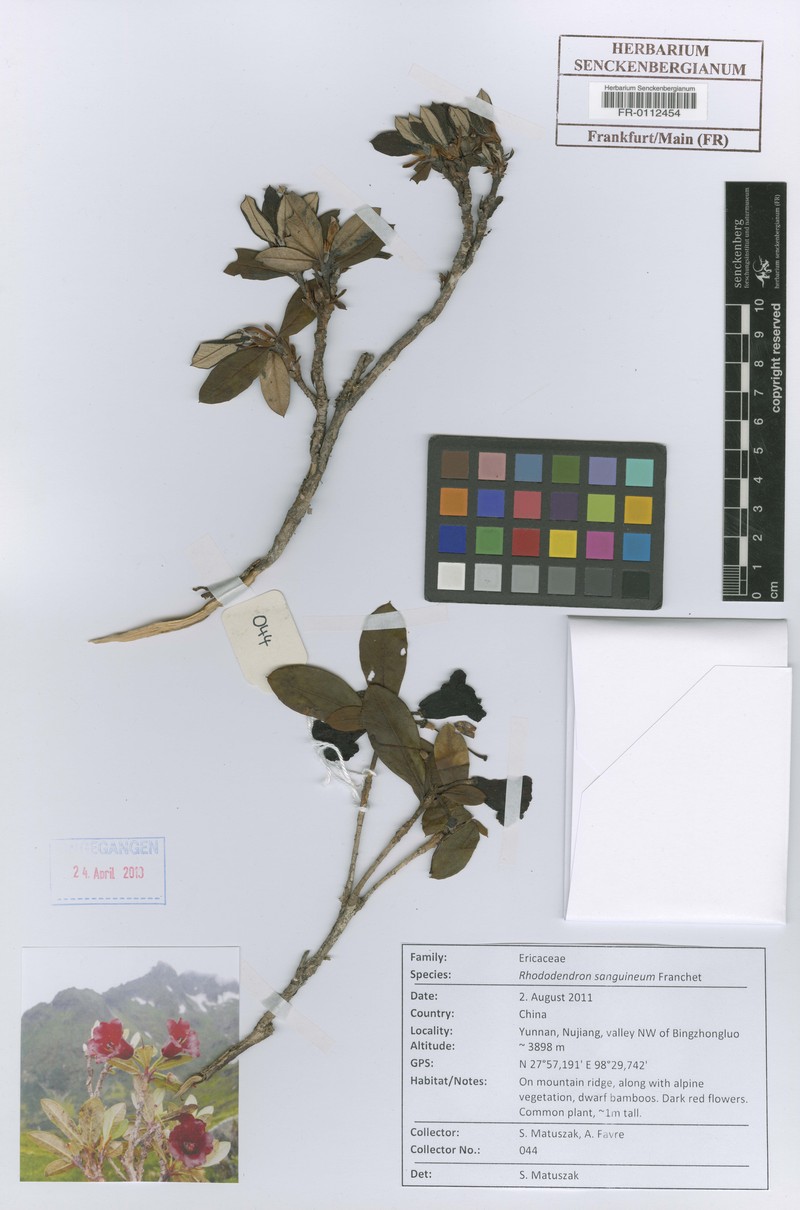 Rhododendron sanguineum photo 2
