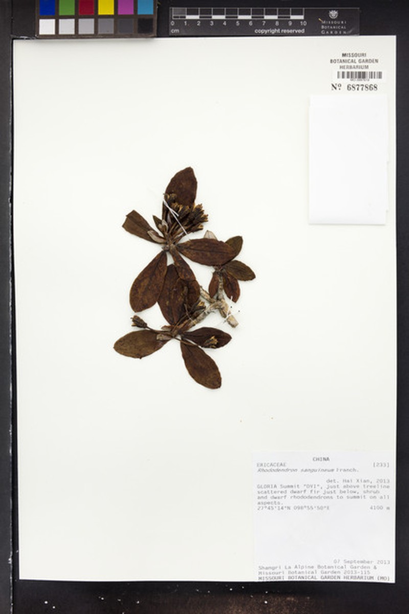 Rhododendron sanguineum photo 4