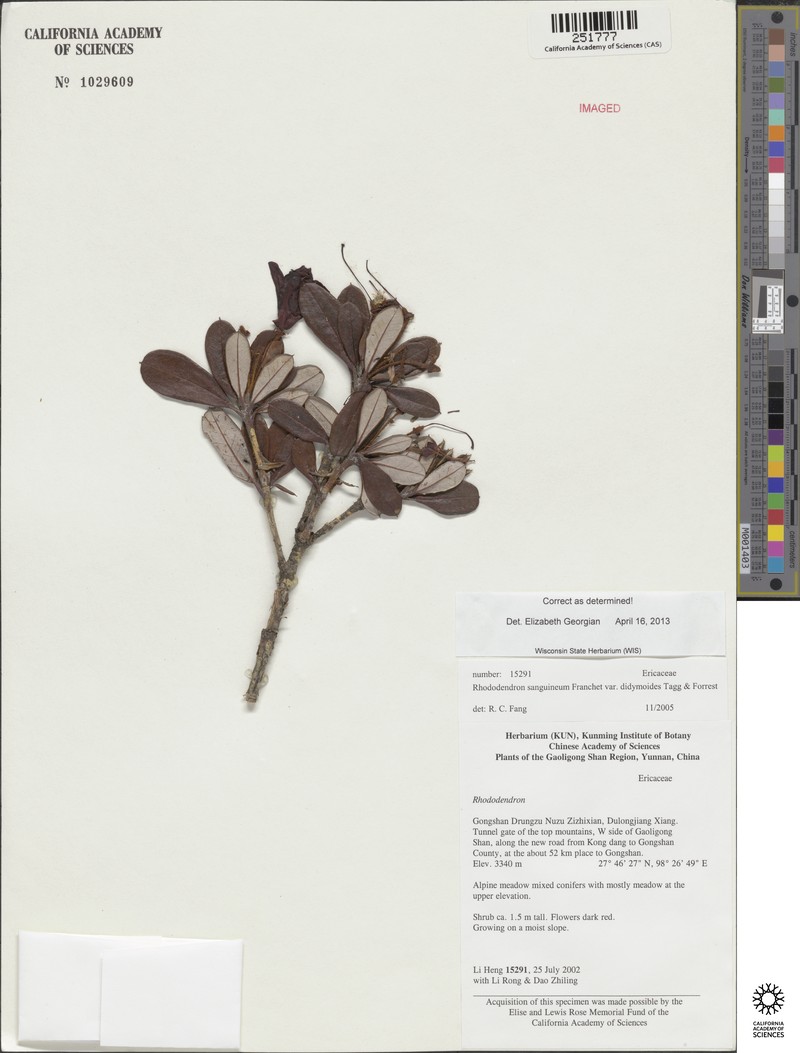 Rhododendron sanguineum var. didymoides