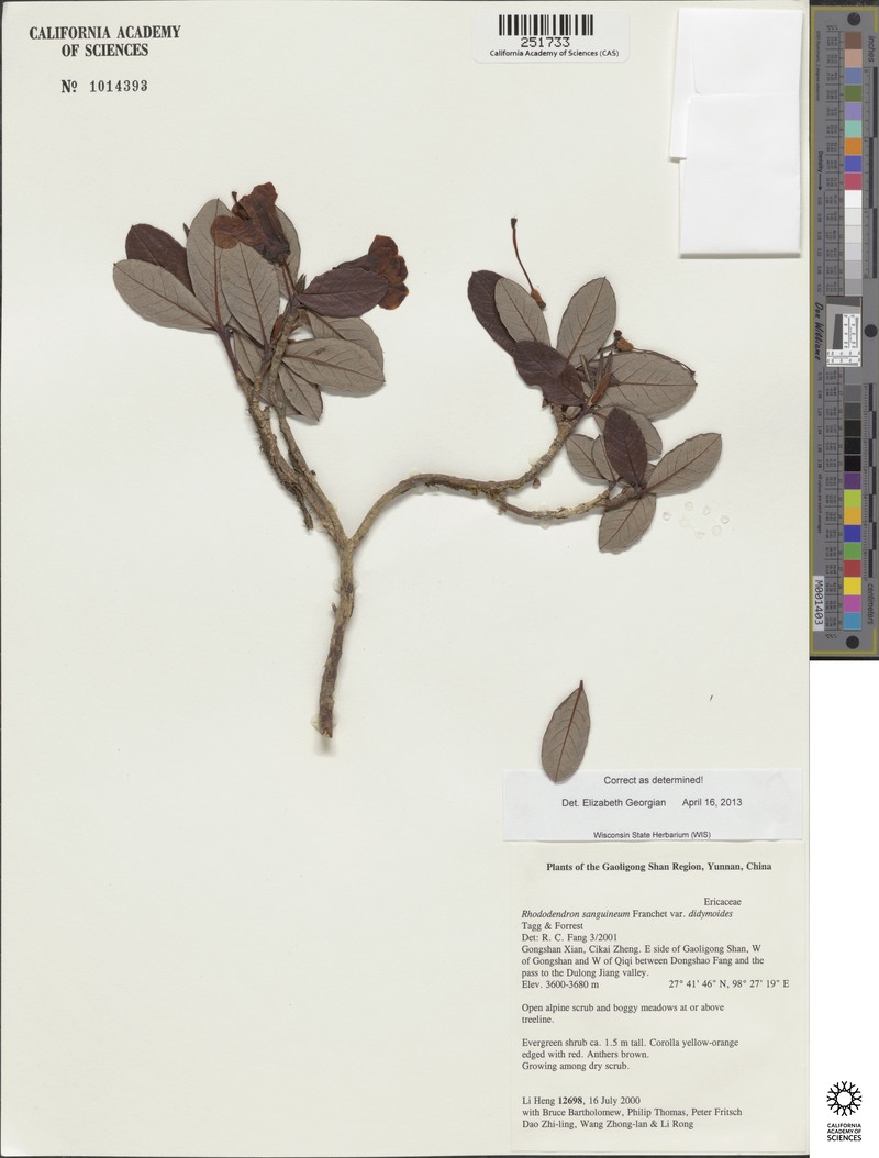 Rhododendron sanguineum var. didymoides photo 2