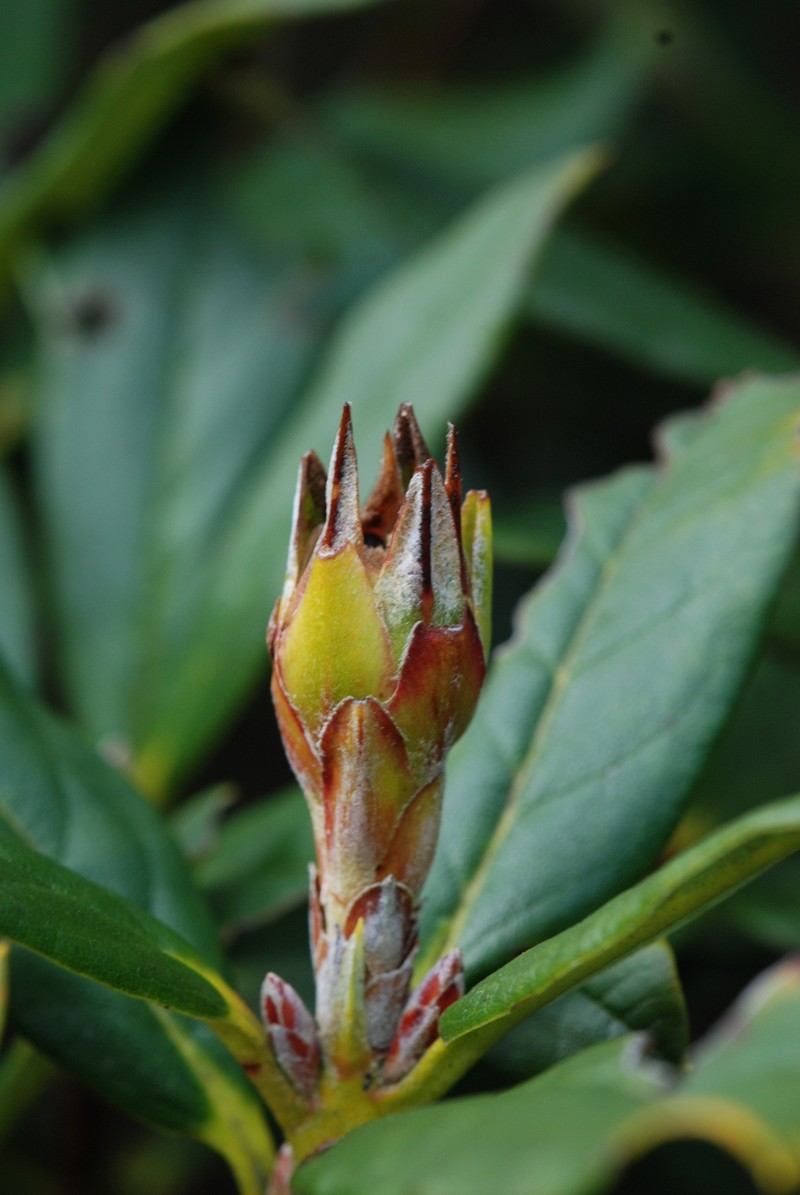 Rhododendron sanguineum var. didymoides photo 3
