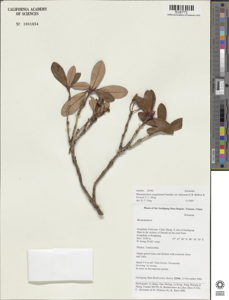Rhododendron sanguineum var. didymum