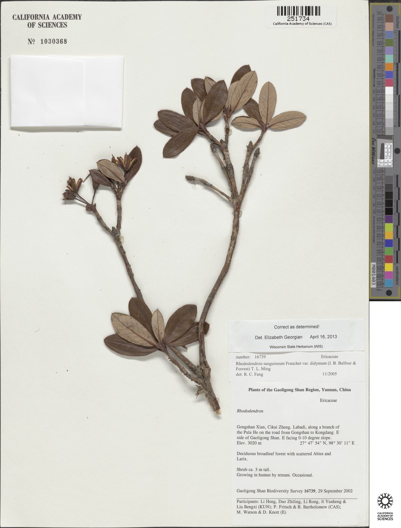 Rhododendron sanguineum var. didymum photo 2