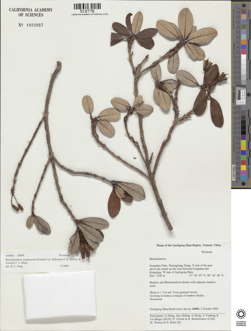Rhododendron sanguineum var. didymum photo 3
