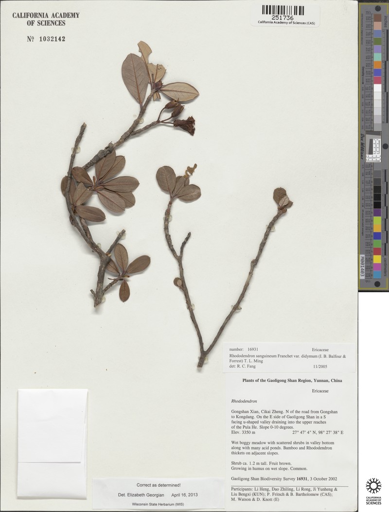 Rhododendron sanguineum var. didymum photo 4