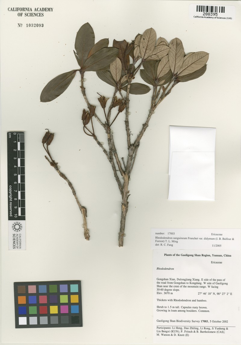 Rhododendron sanguineum var. didymum photo 5
