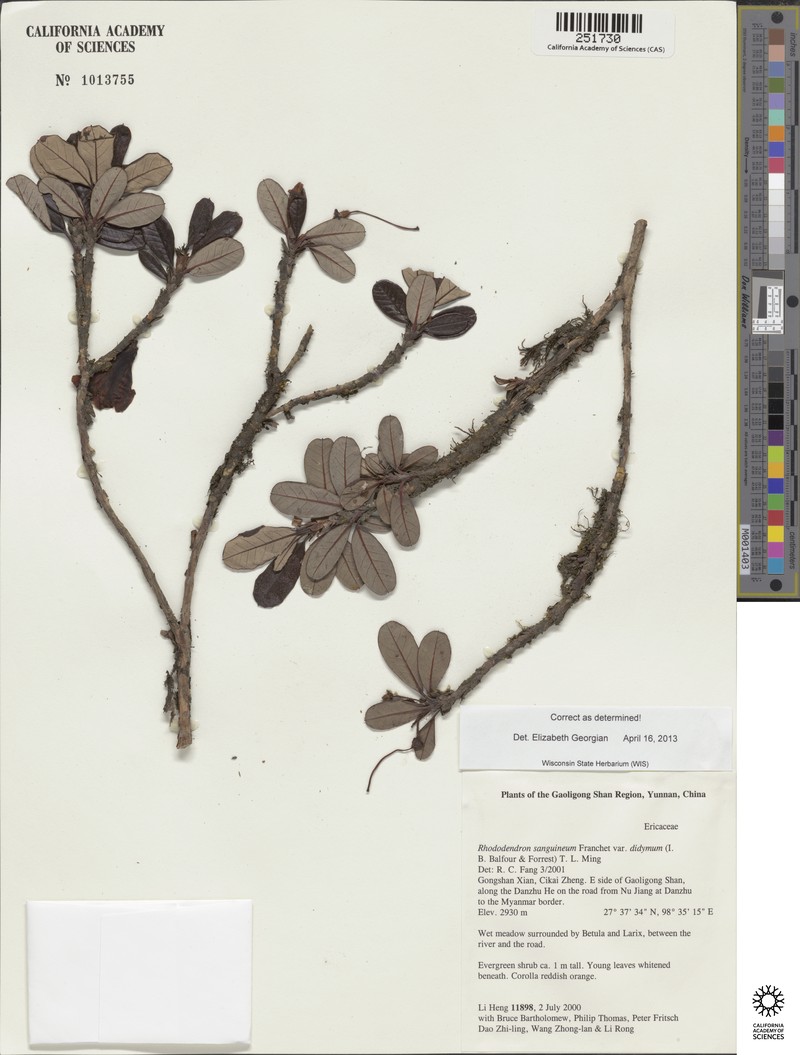 Rhododendron sanguineum var. didymum photo 6
