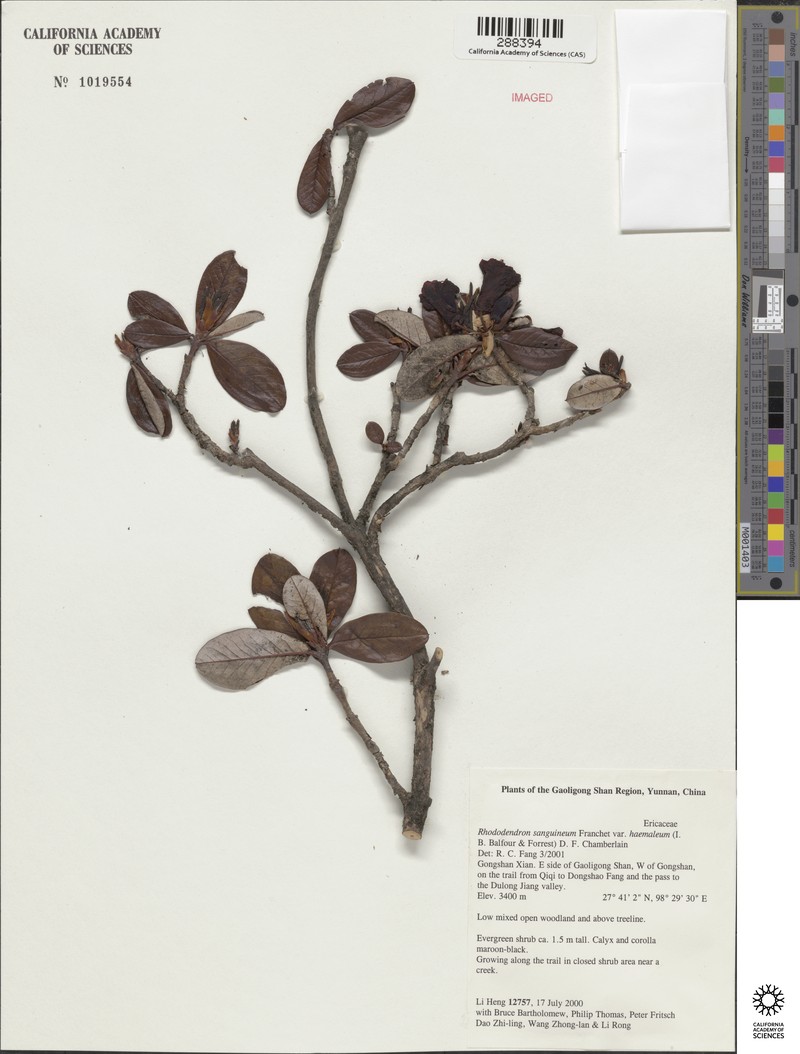 Rhododendron sanguineum var. haemaleum