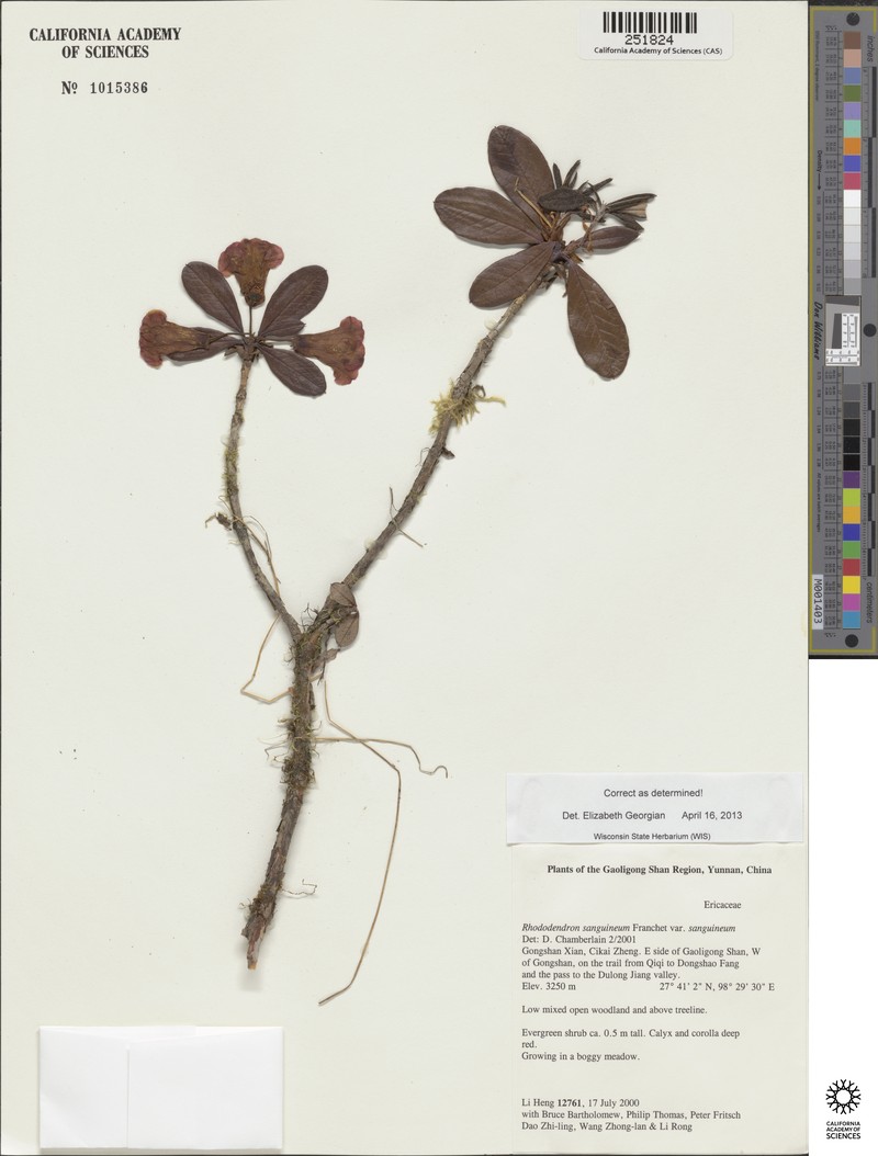 Rhododendron sanguineum var. sanguineum