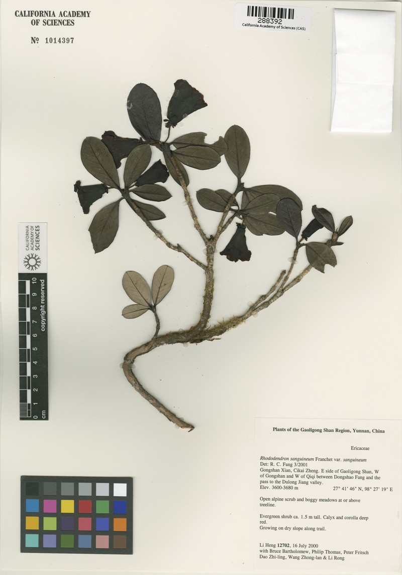 Rhododendron sanguineum var. sanguineum photo 2